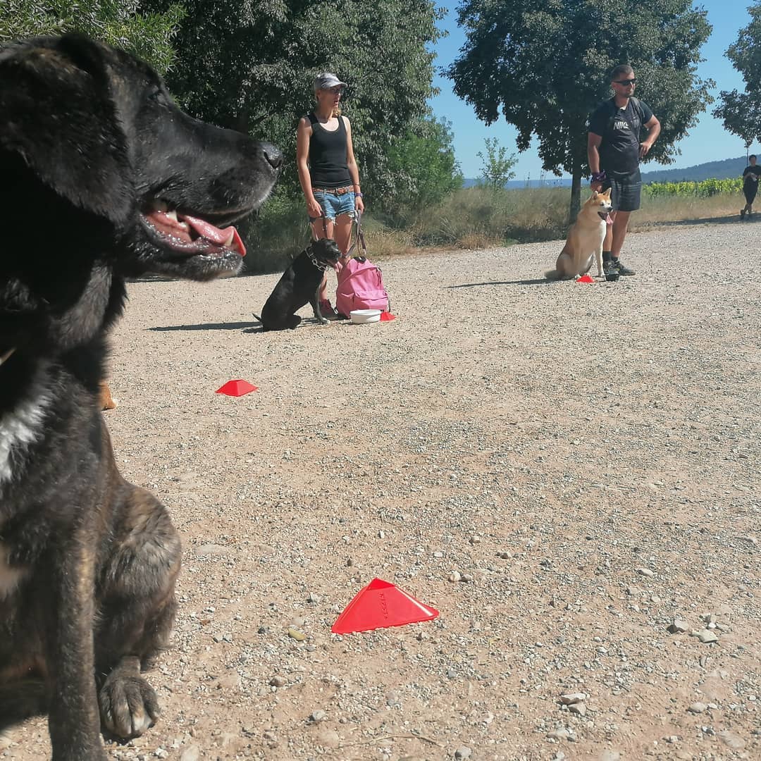 Formation éducateur canin