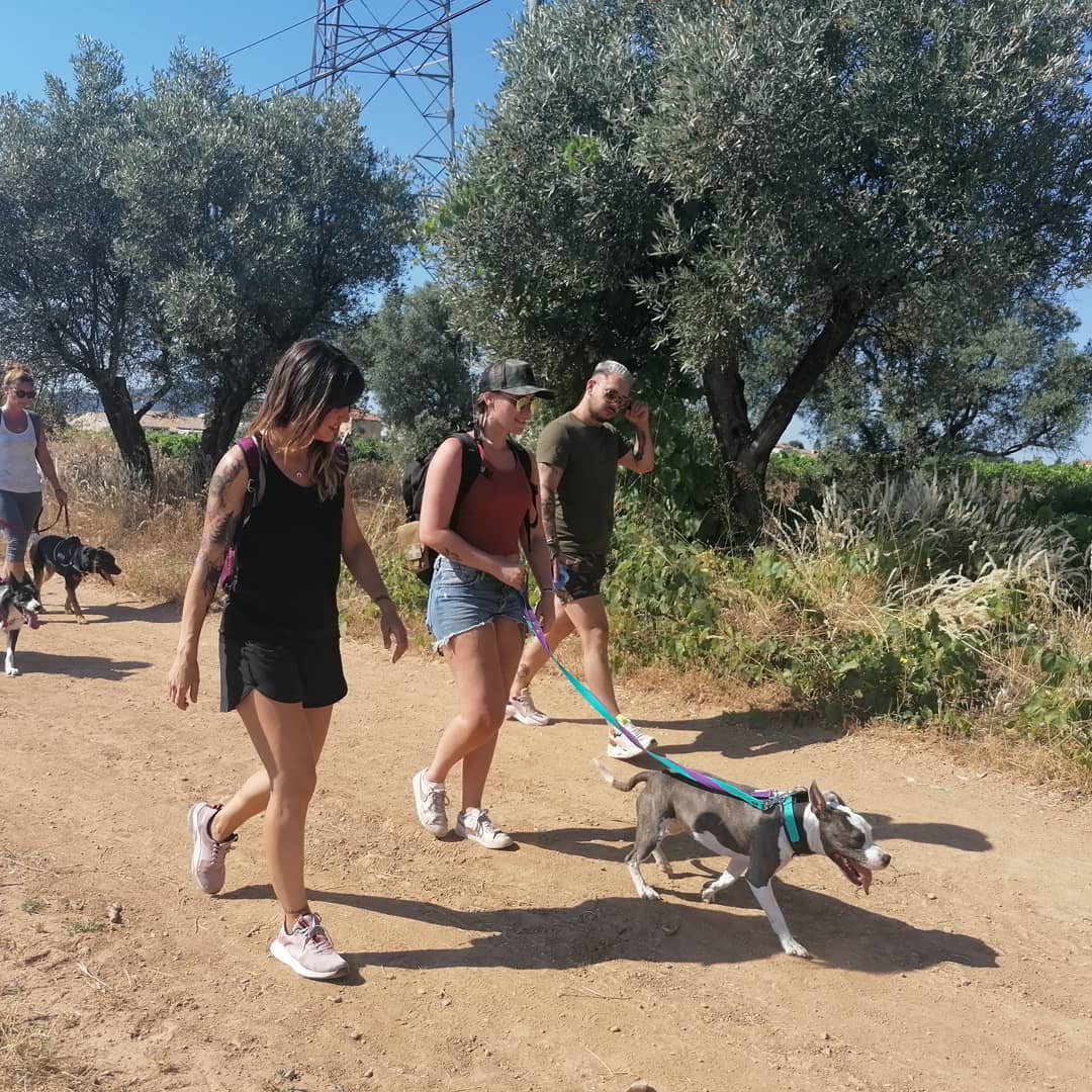 Séance d'éducation canine en extérieur